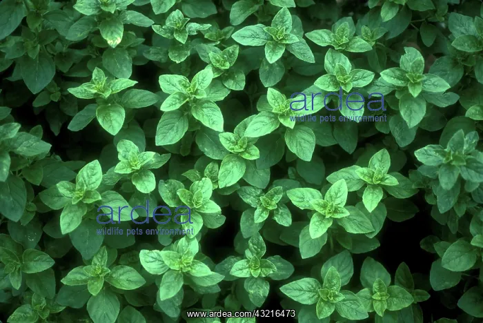 : Greek Oregano : Greek Oregano