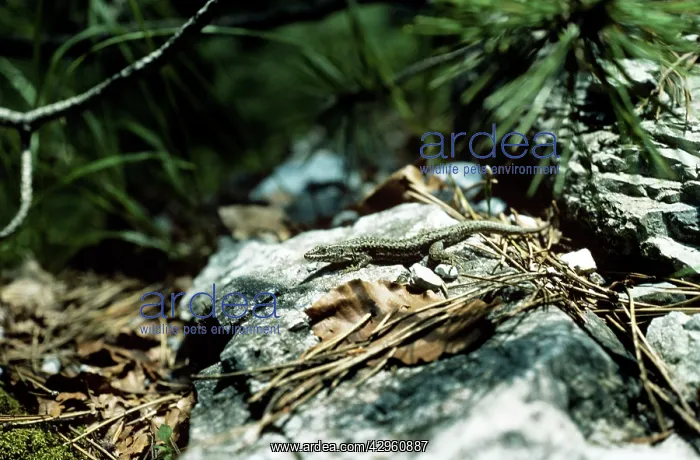 : Greek Rock Lizard : Greek Rock Lizard
