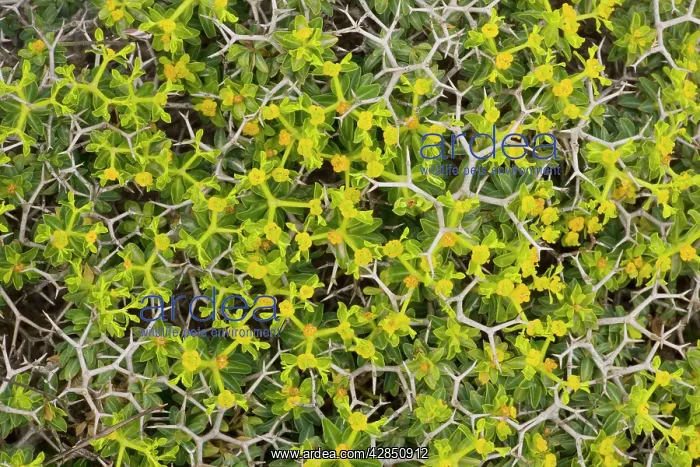 : Greek spiny spurge : Greek spiny spurge
