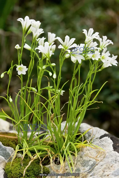 : A greek Star-of-Bethlehem : A greek Star-of-Bethlehem