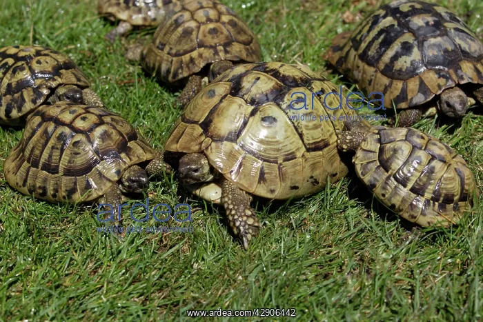 : Greek Tortoise - Sunbathing : Greek Tortoise - Sunbathing
