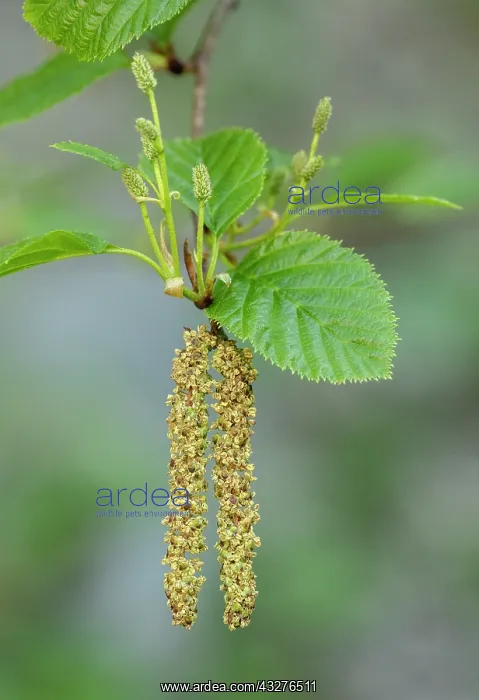 : Green Alder, Alnus alnobetula, in spring with male : Green Alder, Alnus alnobetula, in spring with male