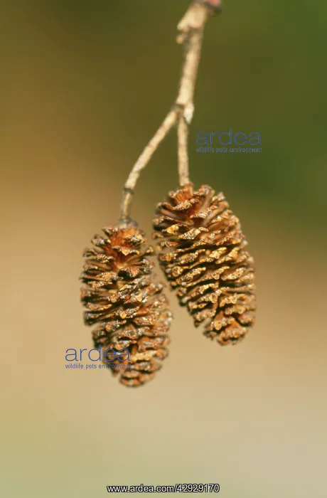 : Green ALDER cones - April : Green ALDER cones - April