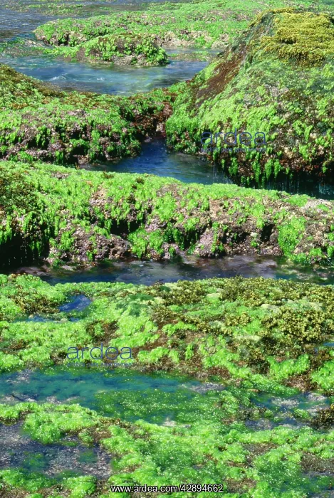 : GREEN ALGAE - Sea Lettuce on rocky shore, exposed : GREEN ALGAE - Sea Lettuce on rocky shore, exposed
