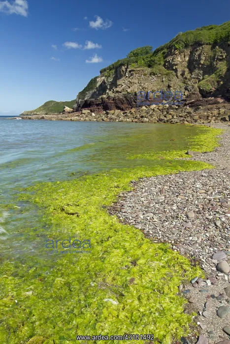  : Green algae (Ulva spp), Br&, x9a25;c cove, Plouha