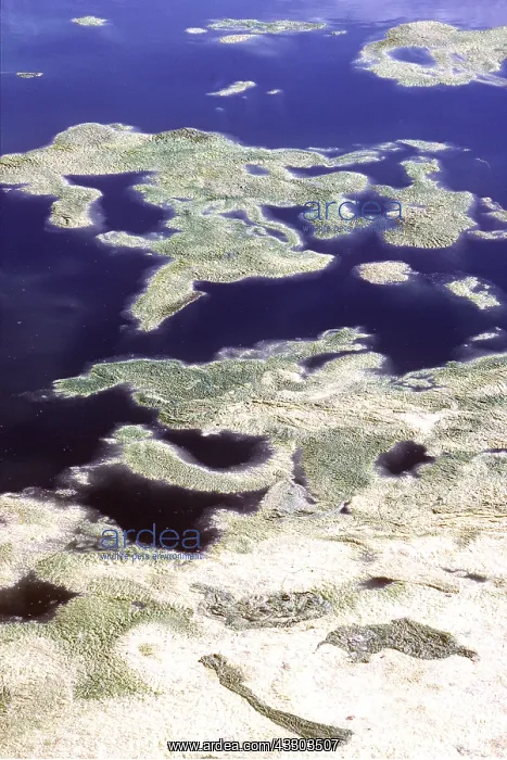 : GREEN ALGAL GROWTH : GREEN ALGAL GROWTH