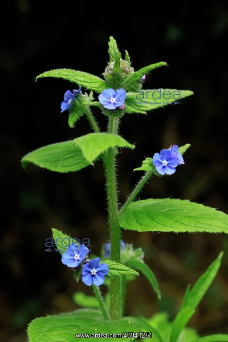 : Green Alkanet : Green Alkanet