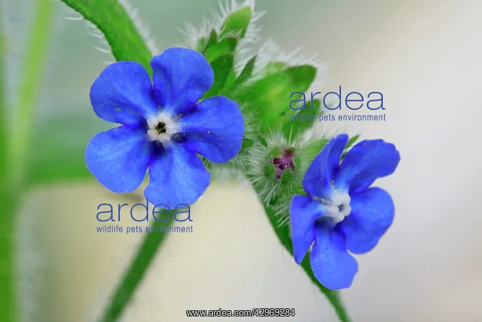 : Green Alkanet / Evergreen Bugloss - the plant's : Green Alkanet / Evergreen Bugloss - the plant's