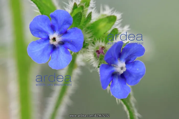 : Green Alkanet / Evergreen Bugloss - the plant's : Green Alkanet / Evergreen Bugloss - the plant's