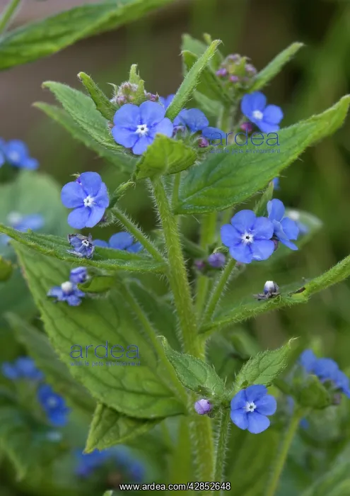 : Green alkanet - in flower : Green alkanet - in flower