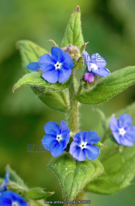 : Green Alkanet - in flower - spring : Green Alkanet - in flower - spring
