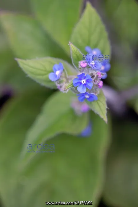 : Green Alkanet, Pentaglottis sempervirens, Top view : Green Alkanet, Pentaglottis sempervirens, Top view
