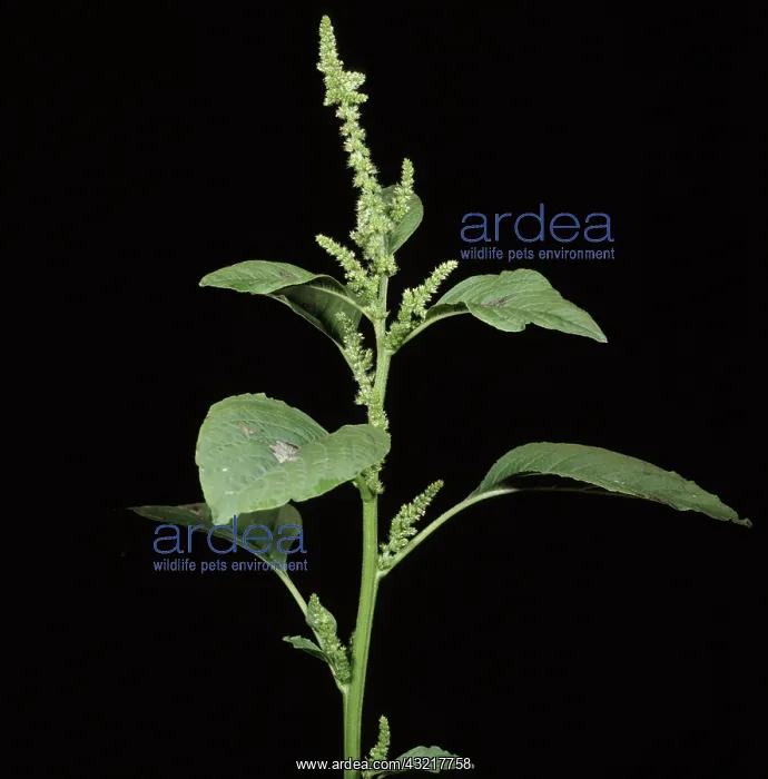 : Green amaranth : Green amaranth
