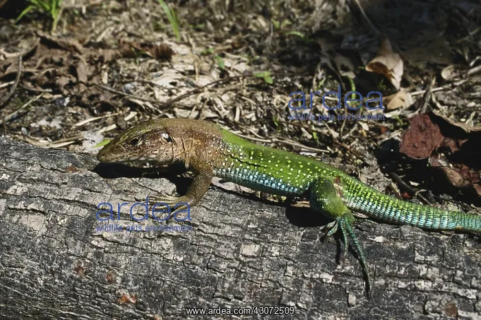 : Green Ameiva Lizard : Green Ameiva Lizard