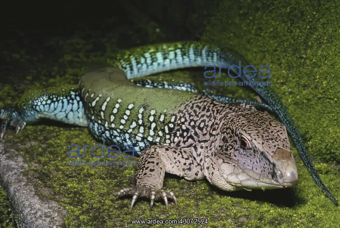 : Green Ameiva Lizard : Green Ameiva Lizard