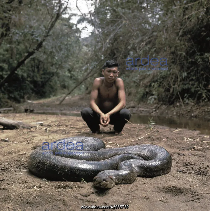 : Green Anaconda : Green Anaconda