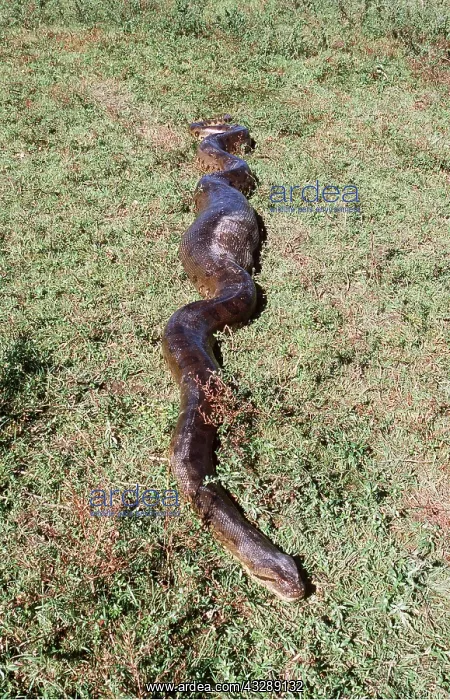 : Green ANACONDA - 4.5 metre individual having swallowed : Green ANACONDA - 4.5 metre individual having swallowed