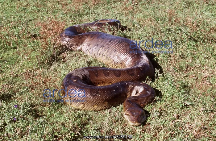 : Green ANACONDA - 4.5 metre individual having swallowed : Green ANACONDA - 4.5 metre individual having swallowed