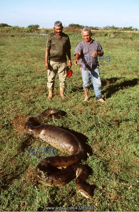 : Green ANACONDA - 4.5 metre individual having swallowed : Green ANACONDA - 4.5 metre individual having swallowed