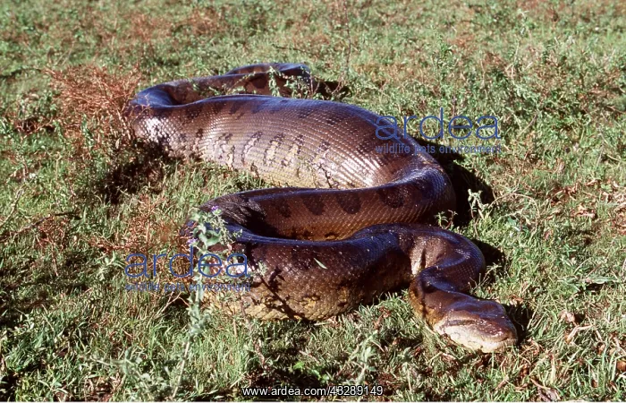 : Green ANACONDA - 4.5 metre individual having swallowed : Green ANACONDA - 4.5 metre individual having swallowed