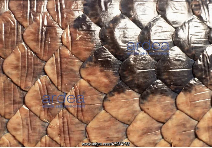 : Green ANACONDA - close up of scales : Green ANACONDA - close up of scales