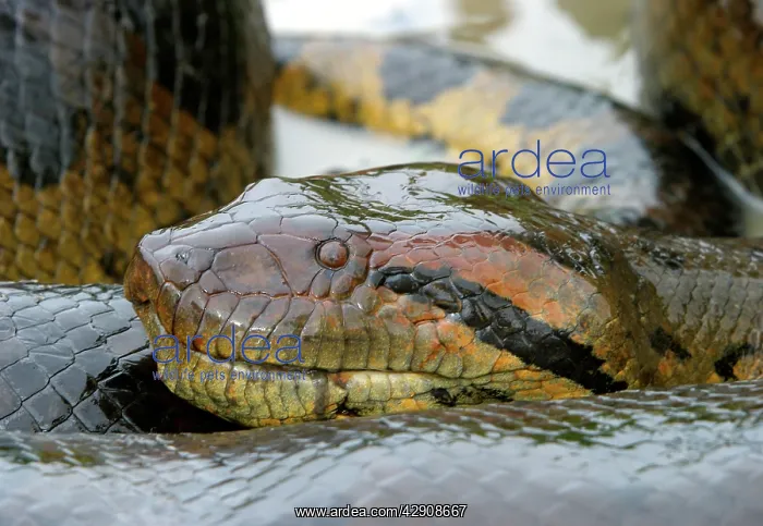 : Green ANACONDA - close-up of head : Green ANACONDA - close-up of head
