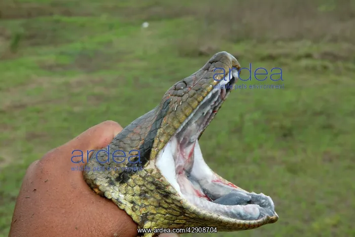 : Green ANACONDA - close-up of head, open mouth : Green ANACONDA - close-up of head, open mouth