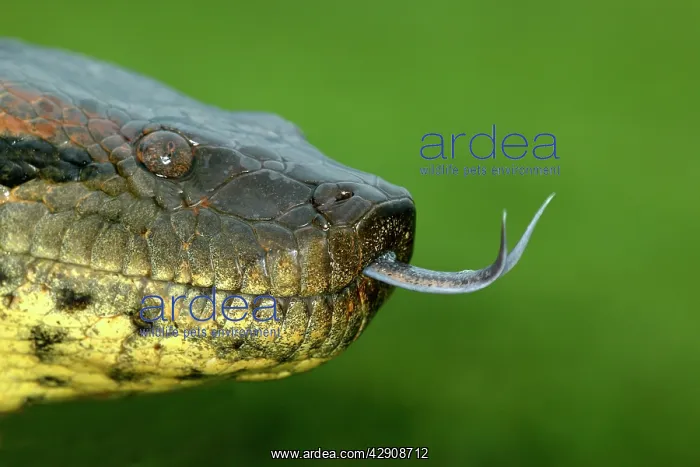 : Green ANACONDA - close-up of head, showing tongue : Green ANACONDA - close-up of head, showing tongue
