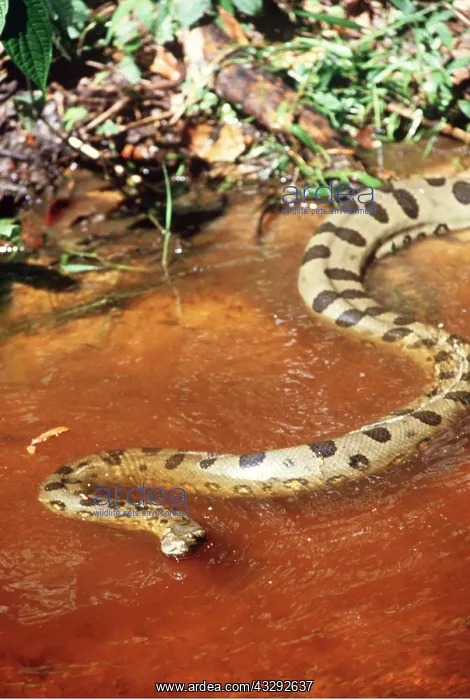 : Green ANACONDA - entering water : Green ANACONDA - entering water