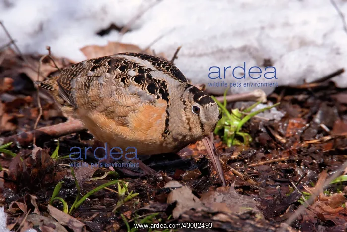 : Green Anaconda (Eunectes murinus) : Green Anaconda (Eunectes murinus)