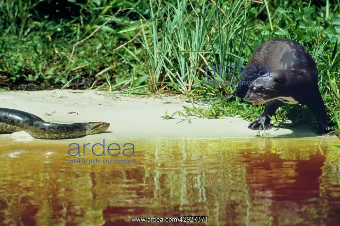 : Green ANACONDA & Giant Otter (Pteronura brasiliensis) : Green ANACONDA & Giant Otter (Pteronura brasiliensis)