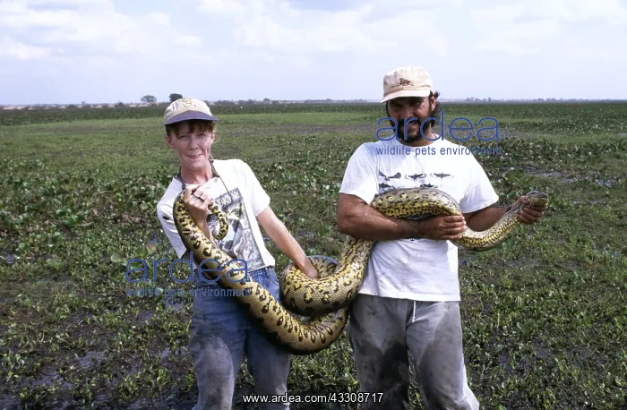: Green ANACONDA - Being held by biologist Jesus Rivas : Green ANACONDA - Being held by biologist Jesus Rivas