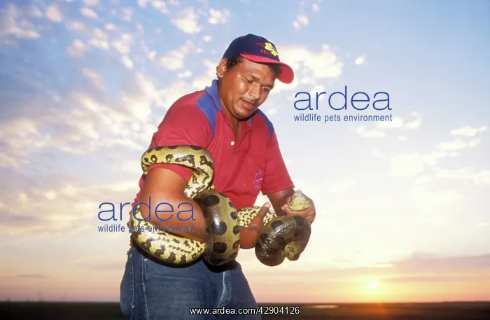 : Green ANACONDA - held by man, sunset : Green ANACONDA - held by man, sunset