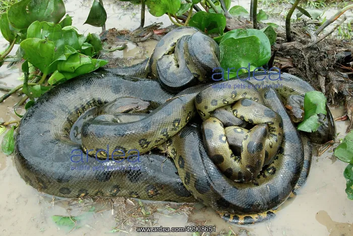 : Green ANACONDA - mating, with 3 males : Green ANACONDA - mating, with 3 males