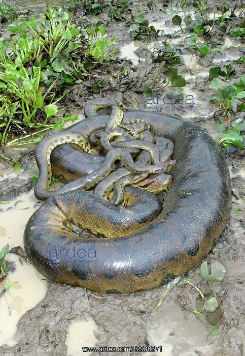 : Green ANACONDA - mating, with 3 males : Green ANACONDA - mating, with 3 males