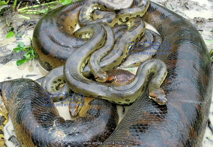 : Green ANACONDA - mating, with 3 males : Green ANACONDA - mating, with 3 males