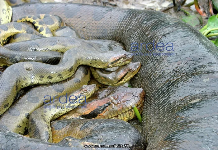 : Green ANACONDA - mating, with 3 males : Green ANACONDA - mating, with 3 males