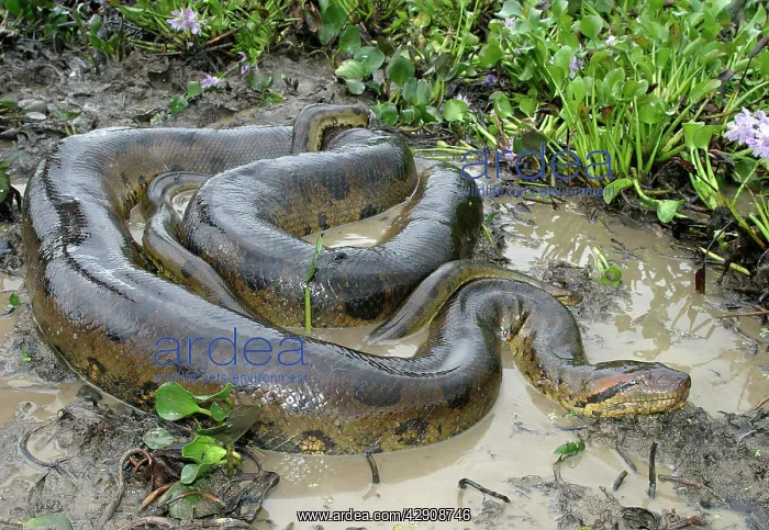 : Green ANACONDA - mating, with 3 males : Green ANACONDA - mating, with 3 males