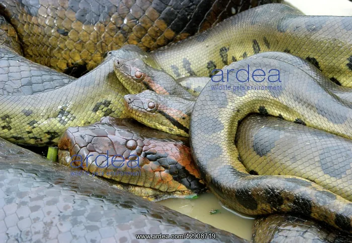 : Green ANACONDA - mating, with 3 males, not all visible : Green ANACONDA - mating, with 3 males, not all visible