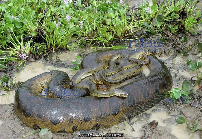 : Green ANACONDA - mating, with 3 males, not all visible : Green ANACONDA - mating, with 3 males, not all visible