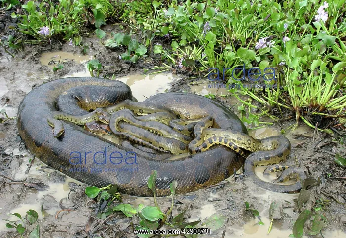  : Green ANACONDA - mating, with 3 males, not all visible