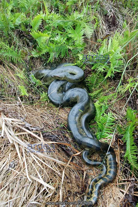 : Green ANACONDA - mating, with 3 males, (not all visible) : Green ANACONDA - mating, with 3 males, (not all visible)