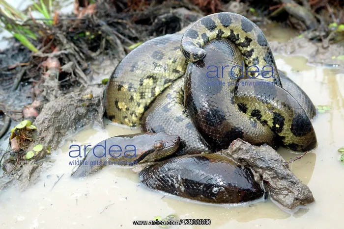 : Green ANACONDA - mating, with 3 males, (not all visible) : Green ANACONDA - mating, with 3 males, (not all visible)
