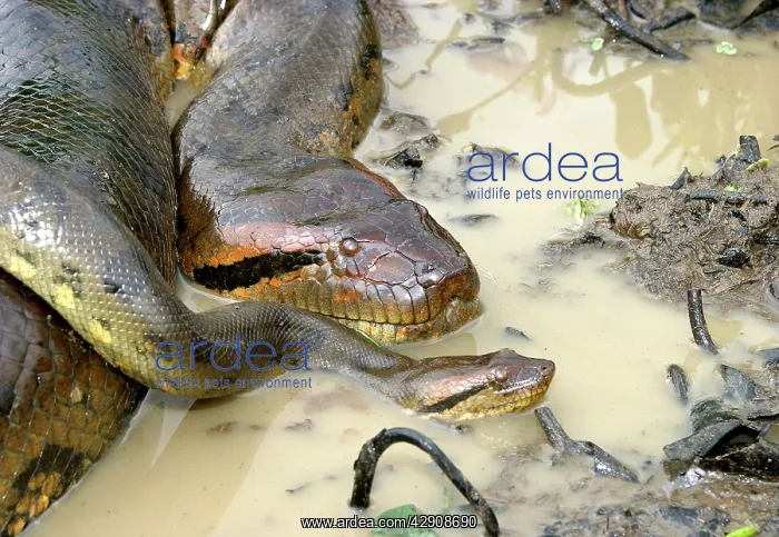 : Green ANACONDA - mating, female and male, heads : Green ANACONDA - mating, female and male, heads