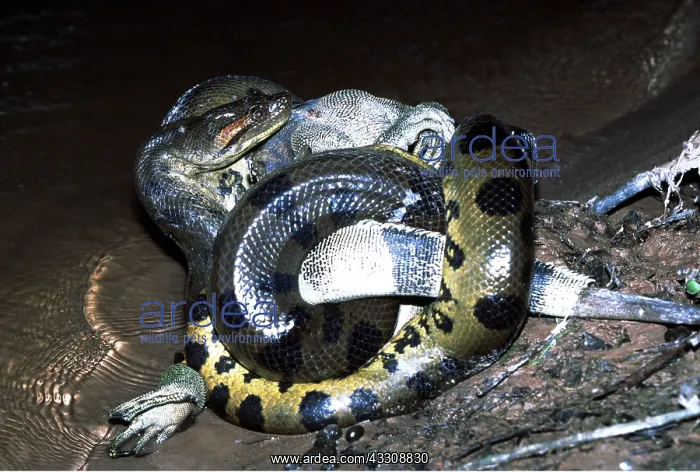 : Green ANACONDA - with prey of a male Common Iguana : Green ANACONDA - with prey of a male Common Iguana