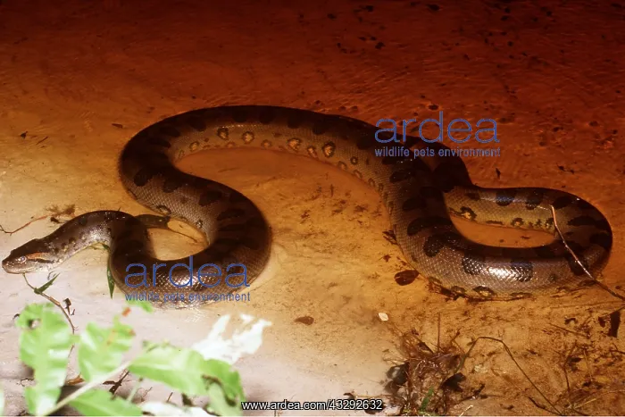 : Green ANACONDA - in water : Green ANACONDA - in water