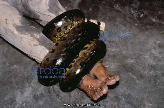 : Green ANACONDA - Wrapped around biologist, Jesus : Green ANACONDA - Wrapped around biologist, Jesus