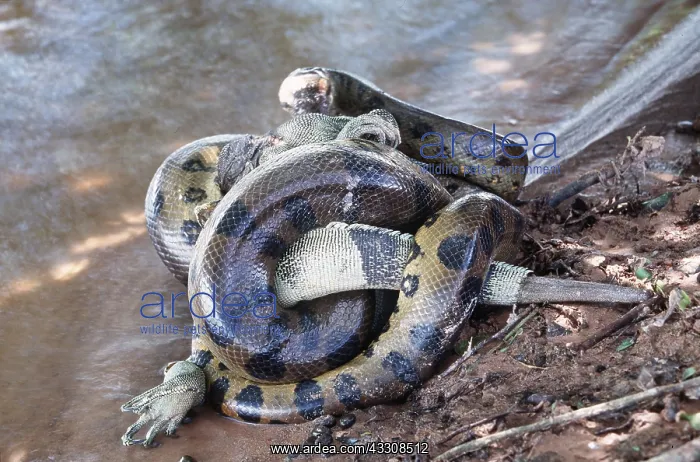 : Green ANACONDA - wrapped around iguana prey, constricting : Green ANACONDA - wrapped around iguana prey, constricting