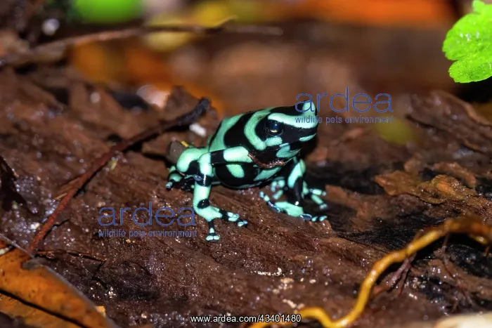 : green-and-black poison dart frog : green-and-black poison dart frog