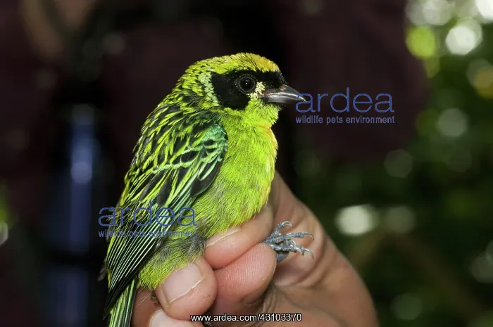 : Green-and-gold tanager : Green-and-gold tanager